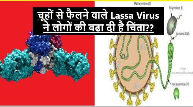 Lassa Virus