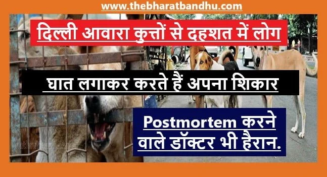 Delhi Stray dogs killed two brothers: दिल्ली में आवारा कुत्तों का आतंक दो सगे भाईयों को नोच-नोच कर मार डाला झुंड में आकर करते हैं हमला