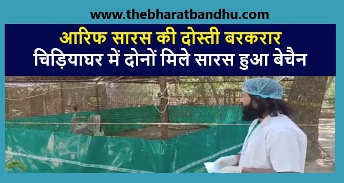 Arif and Saras Meet At Kanpur Zoo Video Viral:आरिफ और सारस कानपुर चिड़ियाघर में मिले आरिफ को देख सारस बेचैन वीडियो वायरल